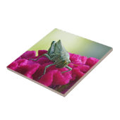 Carreau Grasshopper sur Cockscomb (Côté)