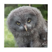 CARREAU GRAY OWL (Devant)