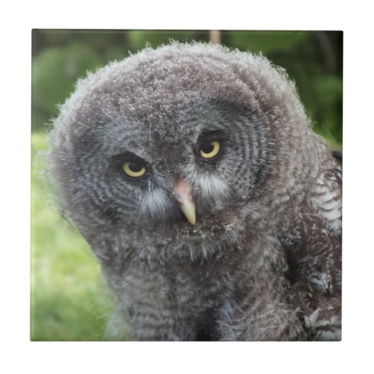 CARREAU GRAY OWL (Devant)