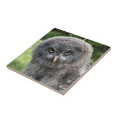 CARREAU GRAY OWL (Côté)