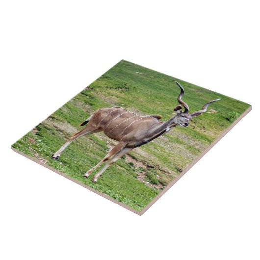 Carreau greater-kudu-4 (Côté)