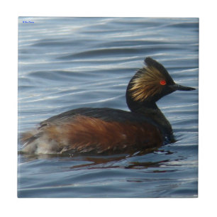 Carreau Grèbe à oreilles B1