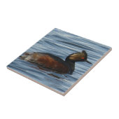 Carreau Grèbe à oreilles B1 (Côté)