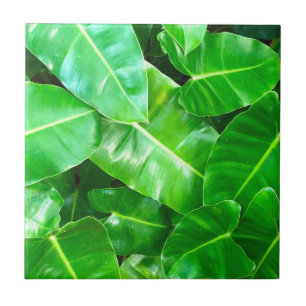 Carreau Green feuille Palm Leaf feuillage tropical jungle