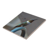 Carreau Green ruby little hummingbird (Côté)