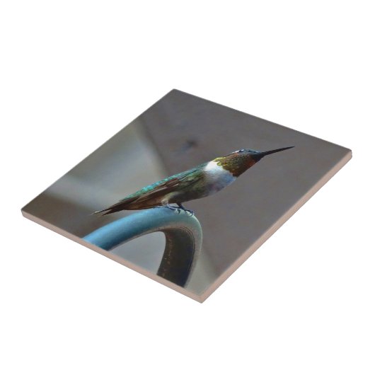 Carreau Green ruby little hummingbird (Côté)