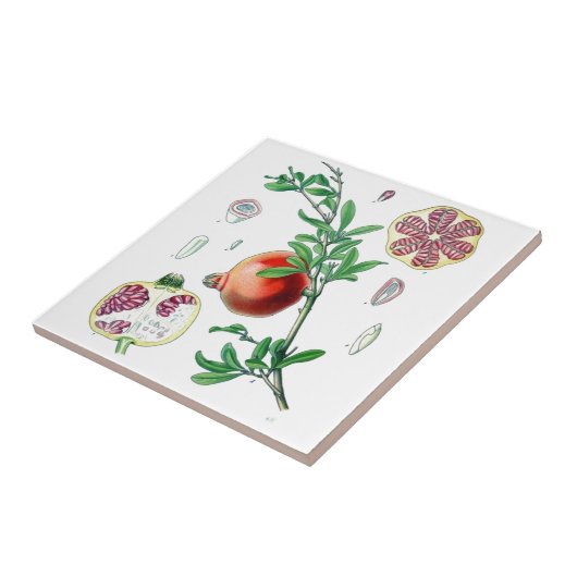 Carreau Grenade (Côté)