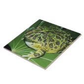 Carreau Grenouille à cornes ornées, (Ceratophrys ornata), (Côté)