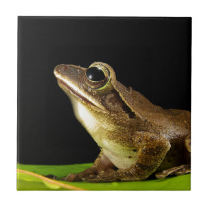 Carreau Grenouille commune sur une feuille