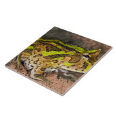 Carreau Grenouille corne brésilienne, Ceratophrys cornuta, (Côté)