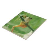 Carreau Grenouille d'arbre (Côté)