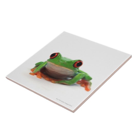 Carreau Grenouille d'arbre observée par rouge 2 (Côté)