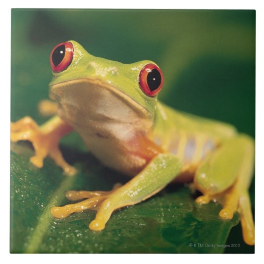 Carreau Grenouille d'arbre rouge d'oeil (Devant)