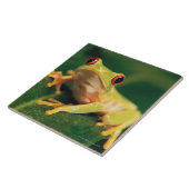 Carreau Grenouille d'arbre rouge d'oeil (Côté)