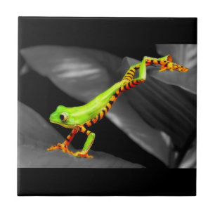 Carreau Grenouille d'arbre sautante