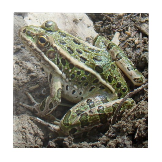 Carreau Grenouille de léopard R3 (Devant)