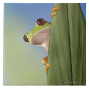 Carreau Grenouille de Tre observée par rouge jetant un