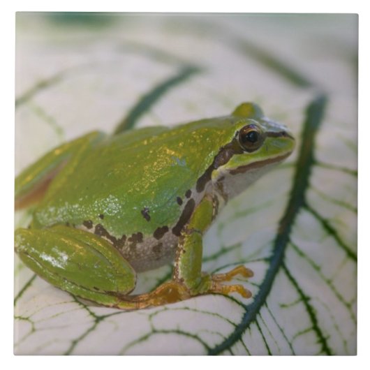 Carreau Grenouille des arbres du Pacifique sur les fleurs (Devant)