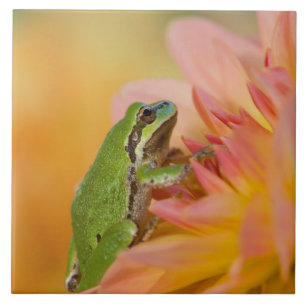 Carreau Grenouille du Pacifique sur des fleurs dans notre 