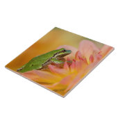 Carreau Grenouille du Pacifique sur les fleurs dans notre (Côté)