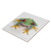 Carreau Grenouille femelle (Côté)