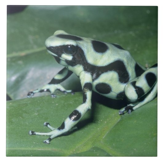 Carreau Grenouille flèche empoisonnée, (Dendrobates auratu (Devant)