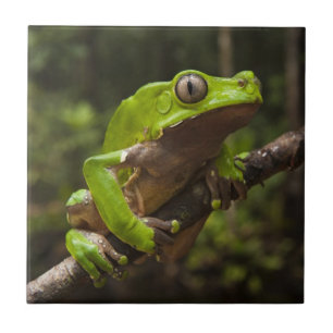 Carreau grenouille géante à feuilles (Phyllomedusa bicolor