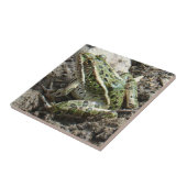 Carreau Grenouille léopard R3 (Côté)