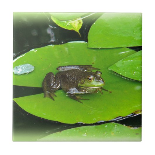 Carreau Grenouille taureau sur Lilypads (Devant)