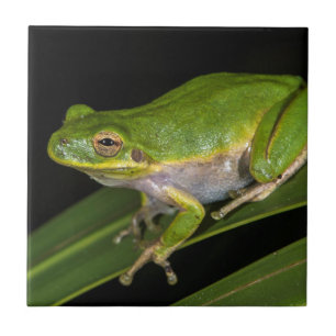 Carreau Grenouille verte américaine (Hyla cinerea) 2