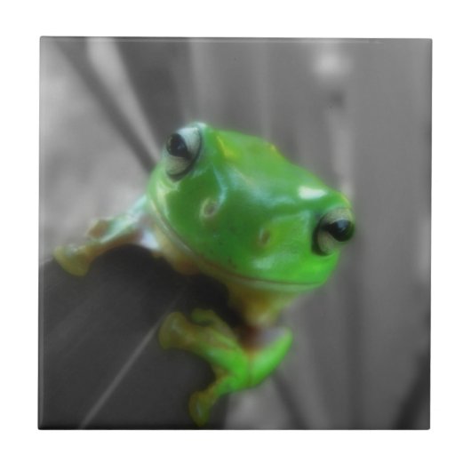 Carreau Grenouille verte brillante (Devant)