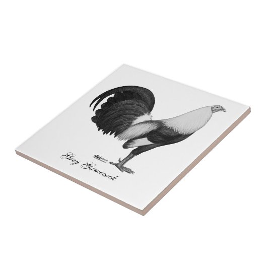 Carreau Gris Duckwing de coq de combat (Côté)