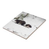 Carreau Grizzlis (Côté)