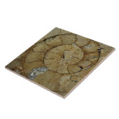 Carreau Gros ammonite de la côte jurassique (Côté)