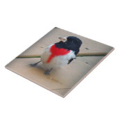 Carreau Gros-bec masculin de Rose-breasted (Côté)