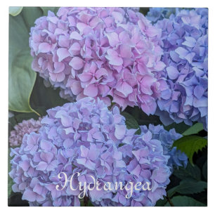 Carreau Gros hortensia magnifique Fleurs florales