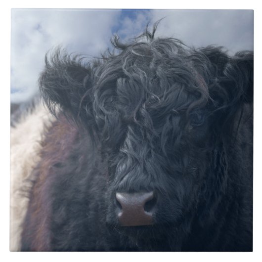 Carreau Gros plan de la vache à ceinture noire et blanche (Devant)
