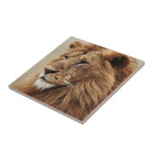 Carreau Gros plan de lion mâle (Côté)