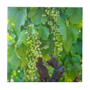 Carreau Gros plan de raisins en maturation