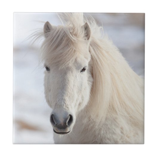 Carreau Gros plan d'un cheval islandais blanc (Devant)