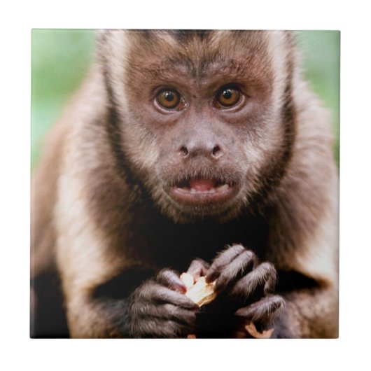 Carreau Gros plan d'un singe capucin à cou noir (Devant)
