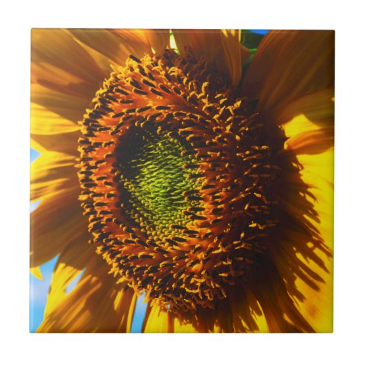 Carreau Gros plan d'un tournesol (Devant)