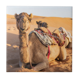 Carreau Gros plan sur Camel dans le désert d'Oman