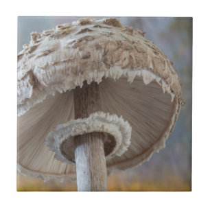 Carreau Gros plan sur le dessous d'un champignon