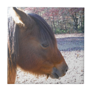 Carreau Gros plan sur un cheval brun, petit poney brun