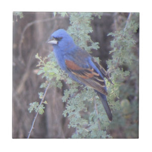 Carreau Grosbeak bleu