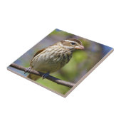 Carreau Grosbeak rose Pheucticus Ludovicianus (Côté)