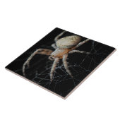 Carreau Grosse merveille : Araignée européenne (Côté)