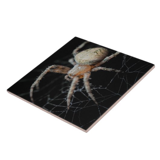 Carreau Grosse merveille : Araignée européenne (Côté)