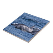 Carreau Groupe de dauphins de goulot - Oman (Côté)